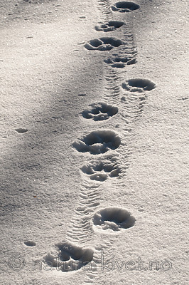 BB 11 0467 / Lynx lynx / Gaupe